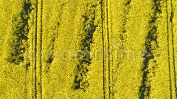 高空俯视图飞过田野开着盛开的油菜花空中镜头飞越油菜地视频的预览图