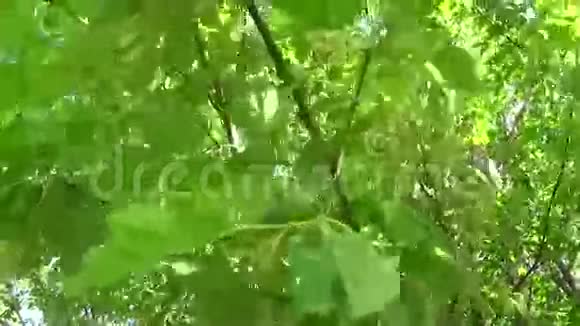 灰树花和水果风中的蕨类植物静态相机的视频高清拍摄视频的预览图