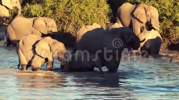 一群大象或一群大象从天然的水洞里喝水视频的预览图