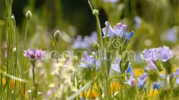 法国塞文内斯自然公园的野生草本植物视频的预览图