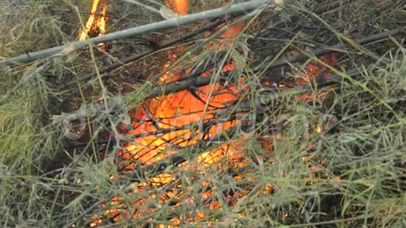 一堆竹子下的火视频的预览图