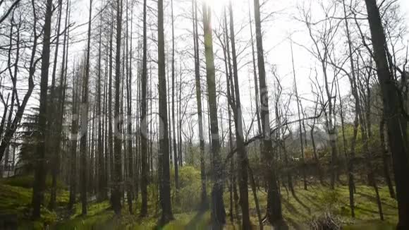 河边杂草丛生茂密的雪松黎明红杉林树林丛林灌木湿地视频的预览图