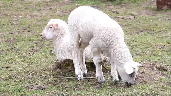 两只小白羊在吃草复活节视频的预览图