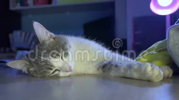 猫晚上睡在桌子上猫宠物在室内休息视频的预览图