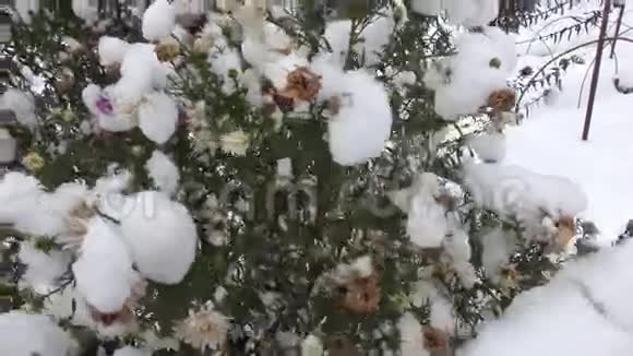 雪下的紫黄花视频的预览图