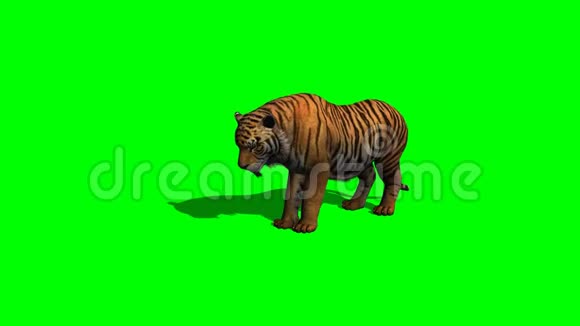 老虎吃1绿色屏幕视频的预览图