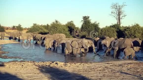 一群大象或一群大象从天然的水洞里喝水视频的预览图