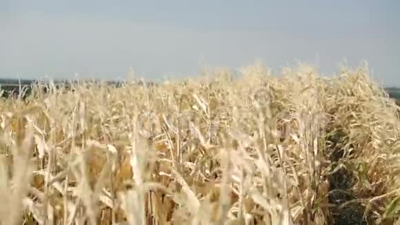 在4K的天空背景下从风中移动的熟玉米视频的预览图