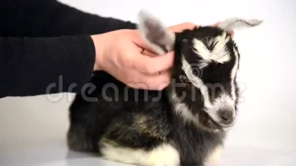 新生的山羊和人类的手视频的预览图