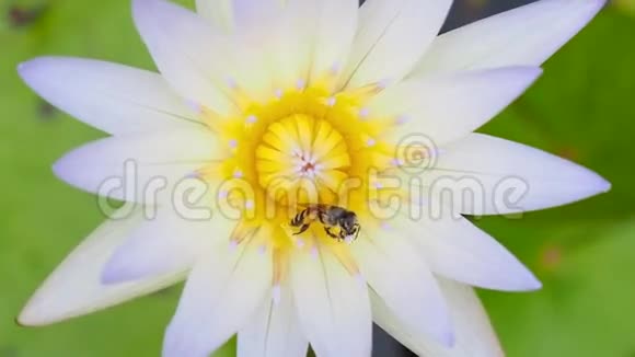 合上蜜蜂和白莲花视频的预览图