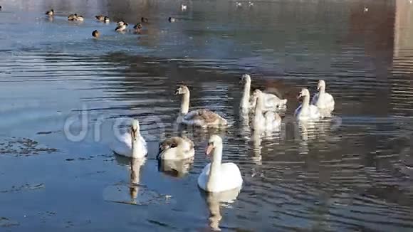 白色天鹅漂浮在公园湖里视频的预览图
