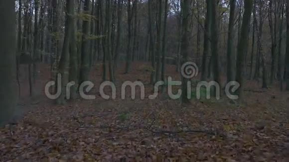 秋天森林里的镜头移动视频的预览图