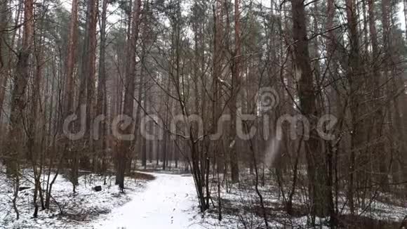 冬天森林里飘落的雪视频的预览图
