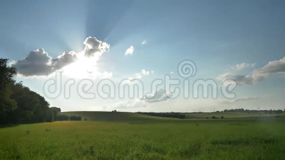 夏天的早晨绿色美丽的田野视频的预览图