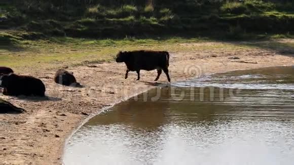 荷兰比森拜的加洛韦牛视频的预览图