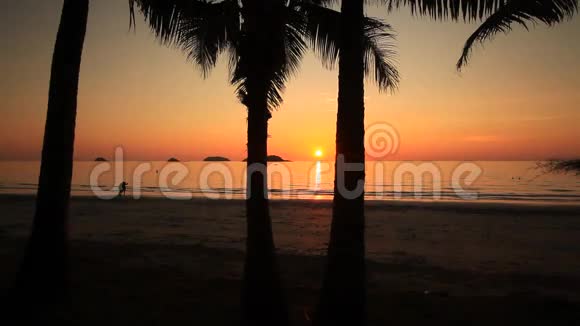 浪漫日落背景下棕榈树的剪影郭昌视频的预览图