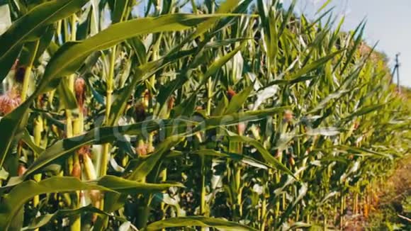 年轻的绿色玉米种在玉米地视频的预览图