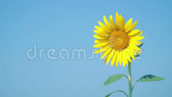 美丽的一朵向日葵淡蓝色的天空视频的预览图