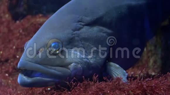 热那亚水族馆一种石斑鱼视频的预览图