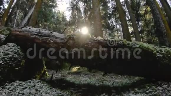 针叶林的性质春天的针叶林在树木之间的苔藓上飞过有阳光低度钥匙60视频的预览图