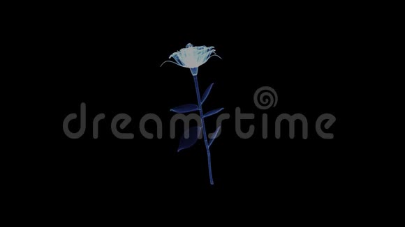 旋转玫瑰花的全息图视频的预览图