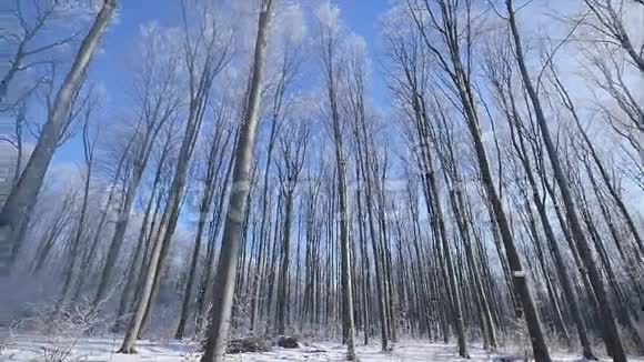 在冰冻的冬季森林广角漫步视频的预览图