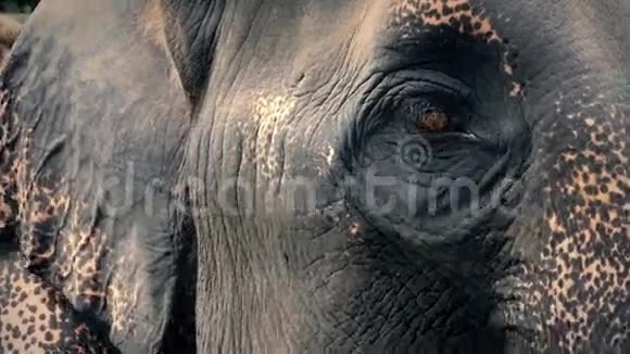 大象的眼睛环顾特写视频的预览图
