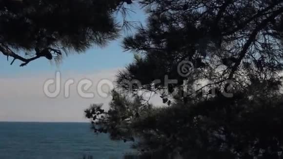 美丽大海的壮丽景色穿过松树视频的预览图
