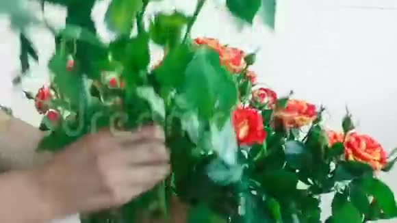 一束黄色和红色的玫瑰小玫瑰女孩在花束里摘花视频的预览图
