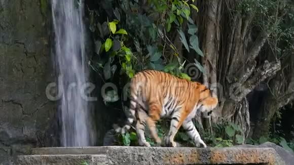 风景如画的瀑布背景上美丽雄伟的老虎视频的预览图