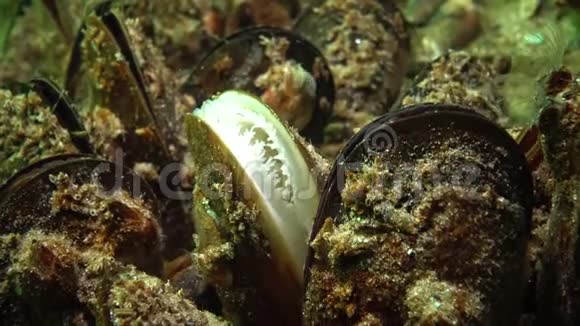 地中海贻贝和甲壳纲贻贝视频的预览图
