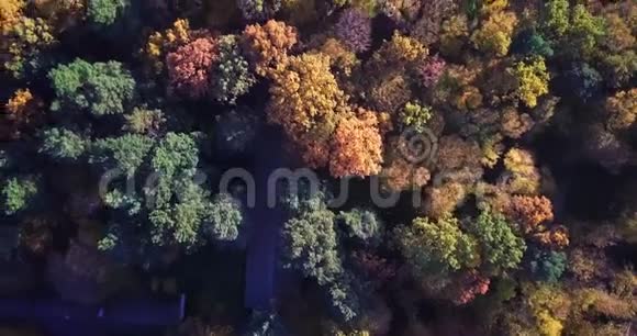 鸟瞰七彩秋林俯视秋林俯视着美丽的秋天视频的预览图