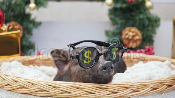 一只戴着太阳镜的可爱猪躺在篮子里视频的预览图