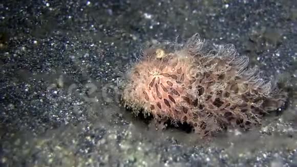 莱姆贝海峡毛蛙纹触角鱼引诱猎物的研究视频的预览图
