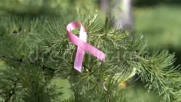 松树枝上的粉红认识丝带视频的预览图