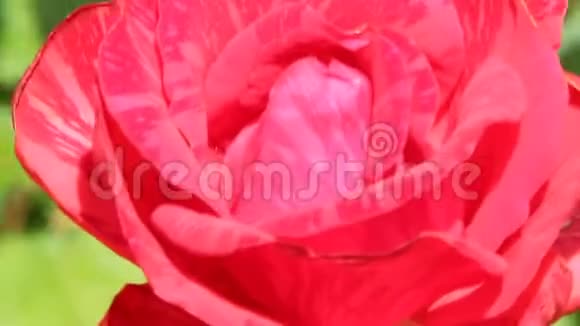 红玫瑰生长在花园里花园里美丽的花朵特写视频的预览图