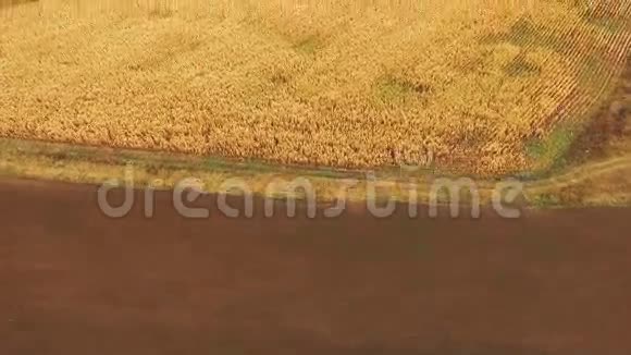 金色成熟玉米地的空中景色视频的预览图