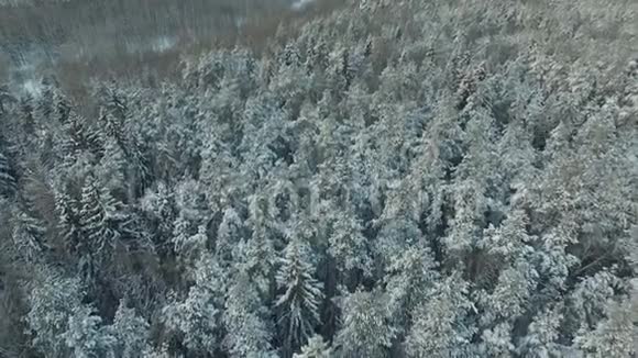 冬林之美视频的预览图