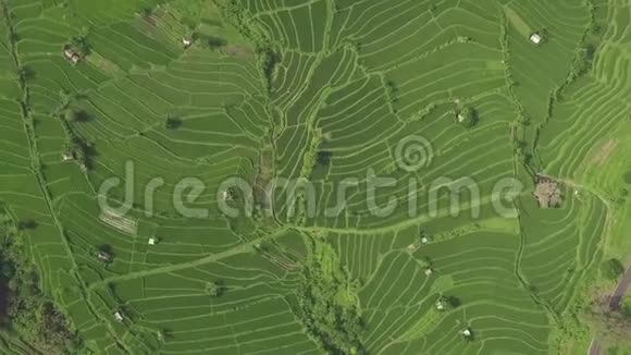 空中景观绿米梯田无人机在亚细亚村的田园中观赏绿色水稻种植农业和视频的预览图