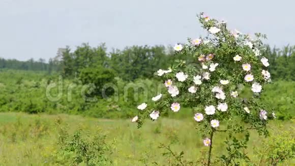 野狗玫瑰灌木视频的预览图
