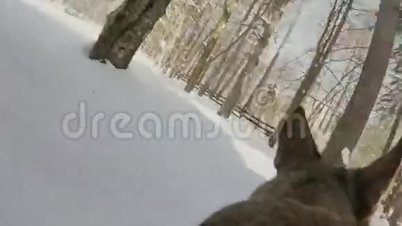 狗在冬天用动作摄像机穿过雪地在森林里的房子视频的预览图