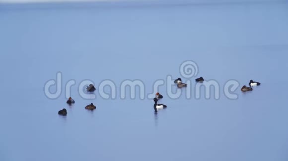 一群鸭子在冰开的第一口水上游泳视频的预览图
