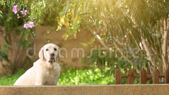 花园里的白色高级拉布拉多犬视频的预览图