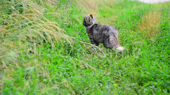 夏天灰猫站在草地上视频的预览图