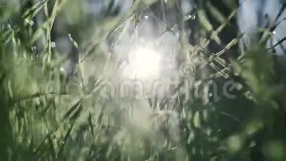 青草和晨露滴视频的预览图