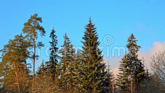 美丽的杉树蓝天背景有锥视频的预览图