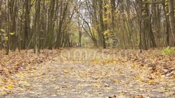 秋叶落洛兹波兰视频的预览图
