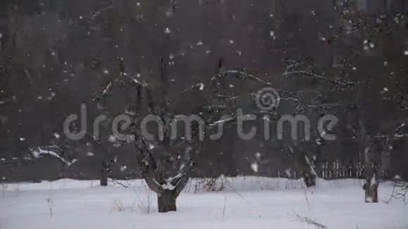 降雪的冬季景观视频的预览图