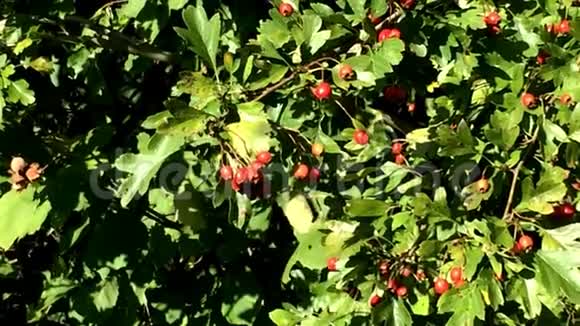 山楂药用植物成熟浆果视频的预览图