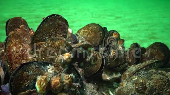 地中海贻贝和甲壳纲贻贝视频的预览图